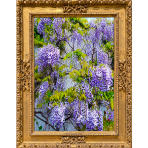 Purple Wisteria Vine