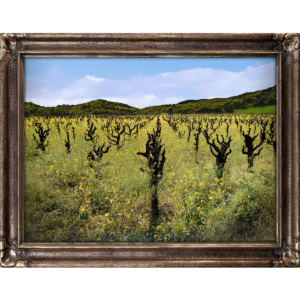 Old Napa Vine Trunks