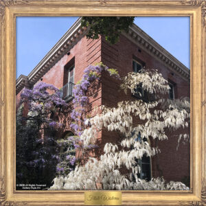 Filoli Corner Wisteria By Teresa