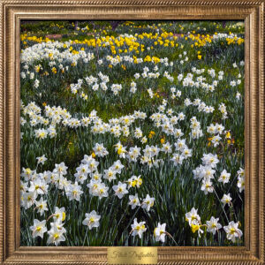 Filoli Daffodile Field by Teresa