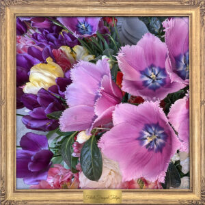 Filoli Fringed Tulips by Teresa