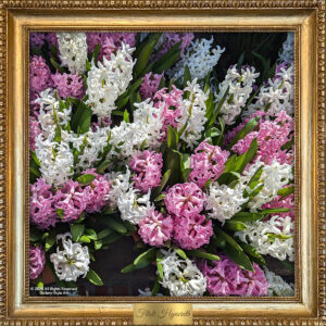 Filoli Hyacinth by Teresa