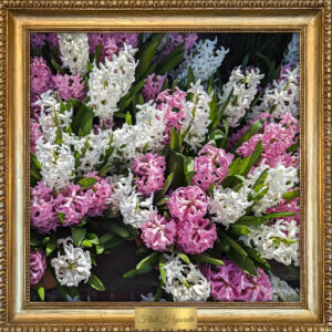 Filoli Hyacinth by Teresa