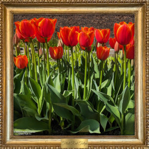 Filoli Red Tulips Greenhouse by Teresa