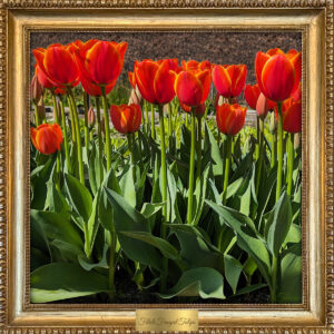Filoli Red Tulips Greenhouse by Teresa