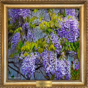 Purple Wisteria
